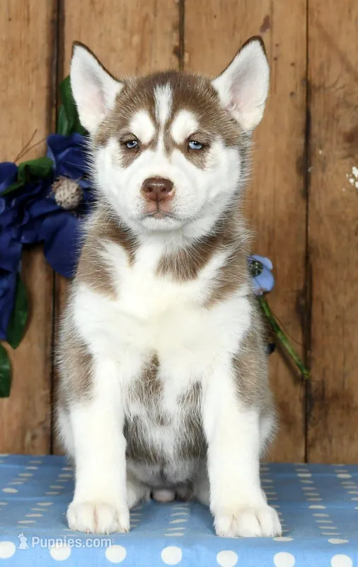 Loretta, a female Siberian Husky for sale in Millersburg, OH – Photo 1 of 5