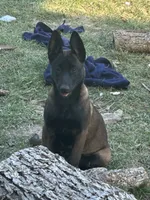 Blaze , a female Belgian Malinois for sale in Blackshear, GA – 1 of 2
