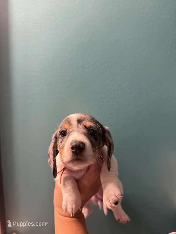 Orange collar girl  – Miniature Dachshund puppy for sale in Charlotte, NC