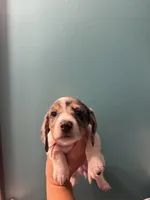 Orange collar girl , a female Miniature Dachshund for sale in Charlotte, NC – 1 of 3