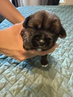 Pink collar girl, a female Chihuahua and Yorkshire Terrier for sale in Charlotte, NC – 3 of 3
