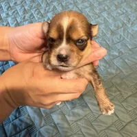 Purple collar girl, a female Chihuahua and Yorkshire Terrier for sale in Charlotte, NC – 1 of 3