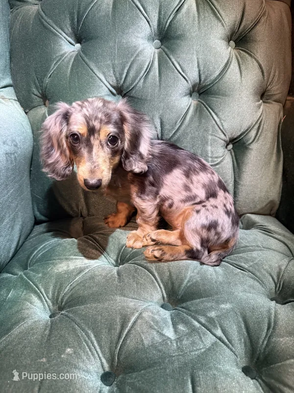 Female mini  – Miniature Dachshund puppy for sale in Charlotte, NC