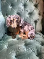 Female mini , a female Miniature Dachshund for sale in Charlotte, NC – 1 of 2