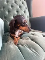  Mini dachshund Female , a female Miniature Dachshund for sale in Charlotte, NC – 2 of 3