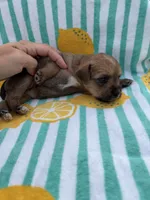 Red collar girl, a female Chihuahua and Yorkshire Terrier for sale in Charlotte, NC – 2 of 3