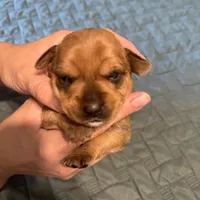Grey collar girl , a female Chihuahua and Yorkshire Terrier for sale in Charlotte, NC – 3 of 3
