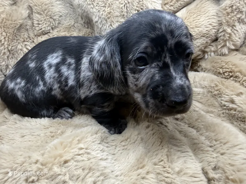 Blue collar  – Miniature Dachshund puppy for sale in Charlotte, NC