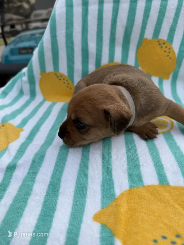 Grey collar girl  – Chihuahua, Yorkshire Terrier puppy for sale in Charlotte, NC