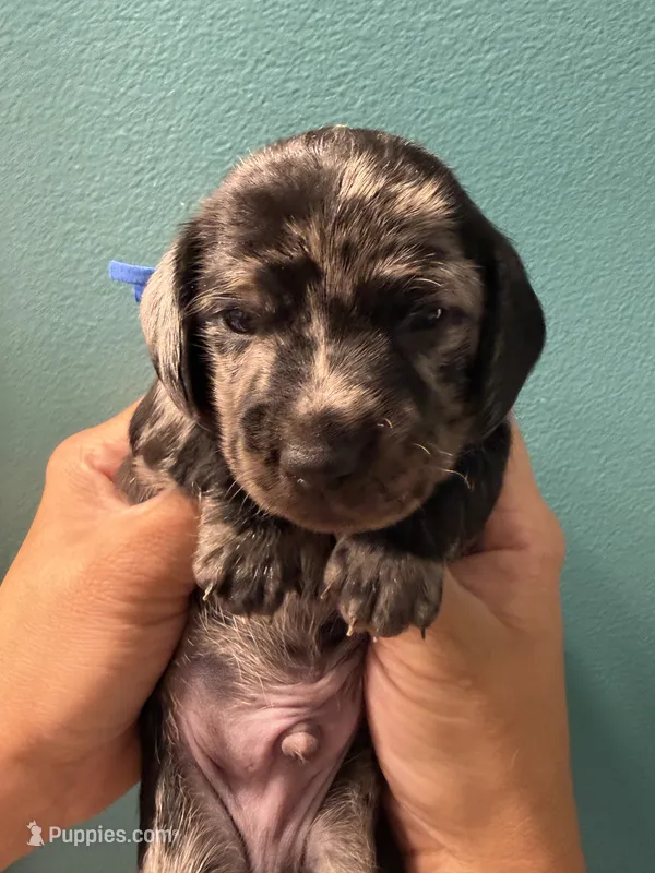 Blue collar  – Miniature Dachshund puppy for sale in Charlotte, NC