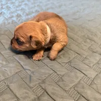 Grey collar girl , a female Chihuahua and Yorkshire Terrier for sale in Charlotte, NC – 2 of 3