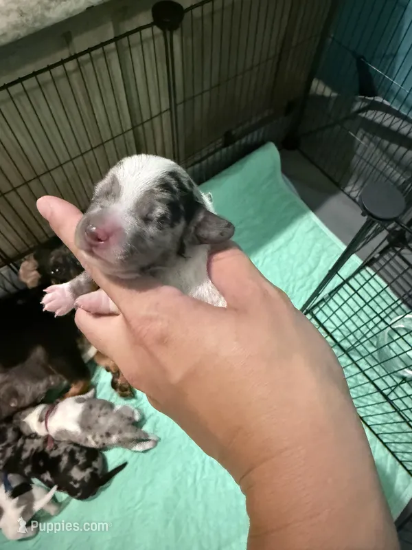 Light pink collar – Miniature Dachshund puppy for sale in Charlotte, NC