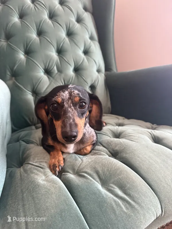 Female – Miniature Dachshund puppy for sale in Charlotte, NC