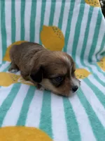 Purple collar girl, a female Chihuahua and Yorkshire Terrier for sale in Charlotte, NC – 2 of 3