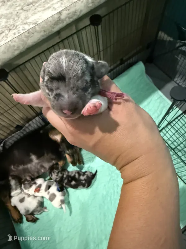 Purple collar – Miniature Dachshund puppy for sale in Charlotte, NC