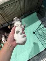 Light pink collar, a female Miniature Dachshund for sale in Charlotte, NC – 2 of 2