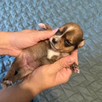 Purple collar girl, a female Chihuahua and Yorkshire Terrier for sale in Charlotte, NC – 2 of 3