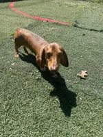 Toby, a male Miniature Dachshund for sale in Charlotte, NC – Photo 3 of 3