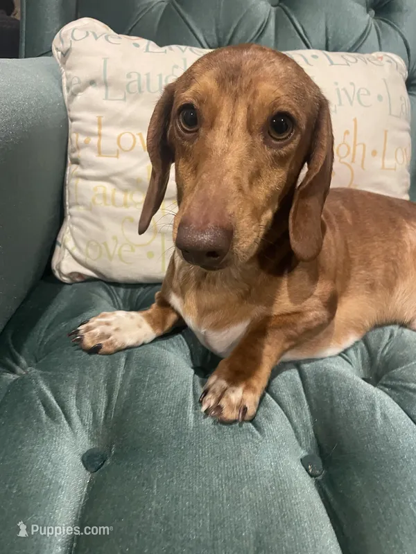 Toby – Miniature Dachshund puppy for sale in Charlotte, NC