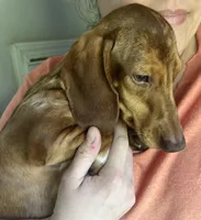 Toby, a male Miniature Dachshund for sale in Charlotte, NC – Photo 2 of 3