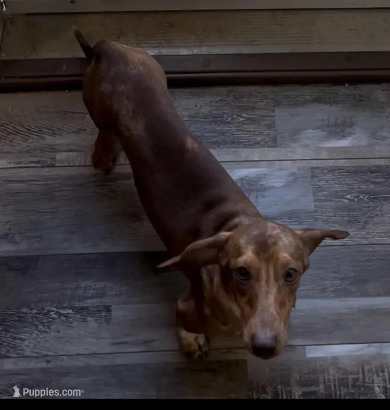 Toby – Miniature Dachshund puppy for sale in Charlotte, NC