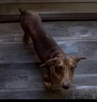 Toby, a male Miniature Dachshund for sale in Charlotte, NC – Photo 1 of 3