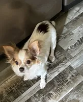 Princess, a female Chihuahua for sale in Charlotte, NC – 3 of 3