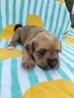 Red collar girl, a female Chihuahua and Yorkshire Terrier for sale in Charlotte, NC – 1 of 3