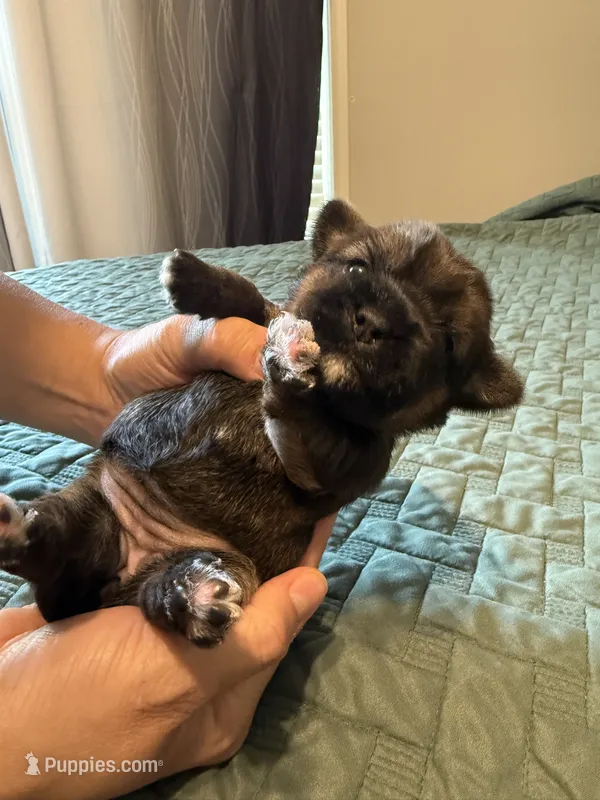 Pink collar girl – Chihuahua, Yorkshire Terrier puppy for sale in Charlotte, NC