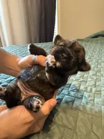 Pink collar girl, a female Chihuahua and Yorkshire Terrier for sale in Charlotte, NC – 1 of 3