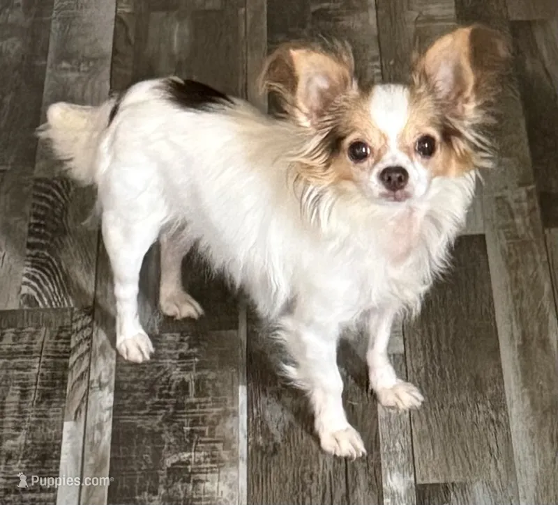Princess – Chihuahua puppy for sale in Charlotte, NC