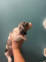 Orange collar girl , a female Miniature Dachshund for sale in Charlotte, NC – 3 of 3