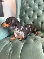  Mini dachshund Female , a female Miniature Dachshund for sale in Charlotte, NC – 3 of 3