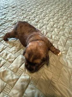 Pink collar girl, a female Chihuahua and Yorkshire Terrier for sale in Charlotte, NC – 2 of 3