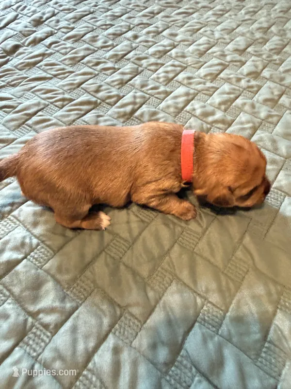 Red collar girl – Chihuahua, Yorkshire Terrier puppy for sale in Charlotte, NC