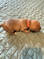 Red collar girl, a female Chihuahua and Yorkshire Terrier for sale in Charlotte, NC – 1 of 3