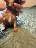 Red collar girl, a female Chihuahua and Yorkshire Terrier for sale in Charlotte, NC – 2 of 3