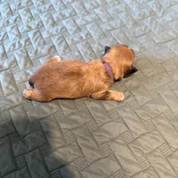 Purple collar girl, a female Chihuahua and Yorkshire Terrier for sale in Charlotte, NC – 3 of 3