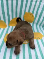 Red collar girl, a female Chihuahua and Yorkshire Terrier for sale in Charlotte, NC – 3 of 3
