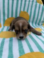 Purple collar girl, a female Chihuahua and Yorkshire Terrier for sale in Charlotte, NC – 1 of 3