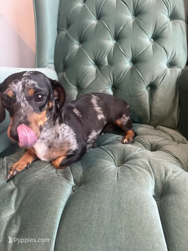  Mini dachshund Female  – Miniature Dachshund puppy for sale in Charlotte, NC