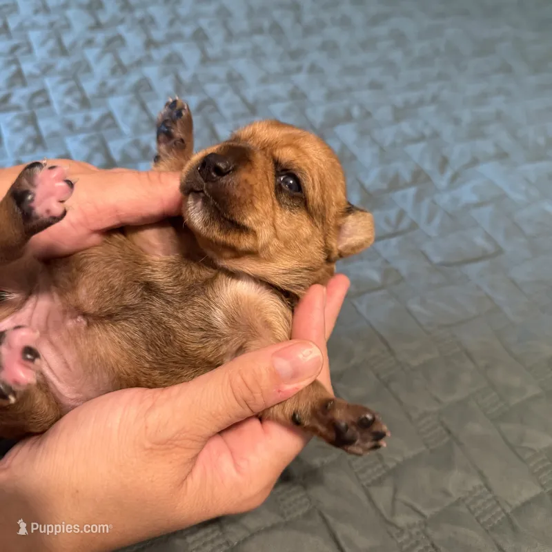 Grey collar girl  – Chihuahua, Yorkshire Terrier puppy for sale in Charlotte, NC