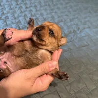 Grey collar girl , a female Chihuahua and Yorkshire Terrier for sale in Charlotte, NC – 1 of 3