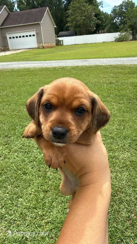 Grey collar girl  – Chihuahua, Yorkshire Terrier puppy for sale in Charlotte, NC