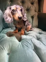 Female mini , a female Miniature Dachshund for sale in Charlotte, NC – 2 of 2