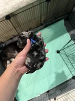 Blue collar , a male Miniature Dachshund for sale in Charlotte, NC – 2 of 2