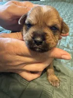 Red collar girl, a female Chihuahua and Yorkshire Terrier for sale in Charlotte, NC – 3 of 3