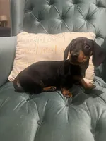 Piper, a female Miniature Dachshund for sale in Charlotte, NC – Photo 2 of 4