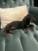 Piper, a female Miniature Dachshund for sale in Charlotte, NC – Photo 4 of 4