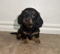 Saylor, a female Miniature Dachshund for sale in Norman, OK – 4 of 4